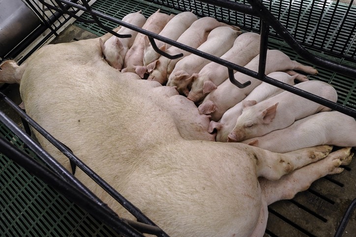 Danish team see benefits from feeding piglets starch heavy milk replacers  pre-weaning