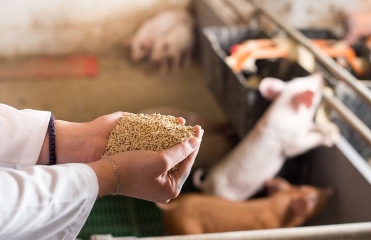Study: Lower dietary protein cuts piglet diarrhea post-weaning  