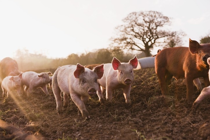 UK supermarket launches app to track animal welfare on farm