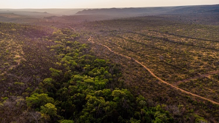 The Cerrado is a unique ecosystem, home to over 5% of global biodiversity and a store of nearly 13.7 billion tons of carbon.  © GettyImages/Lucas Ninno