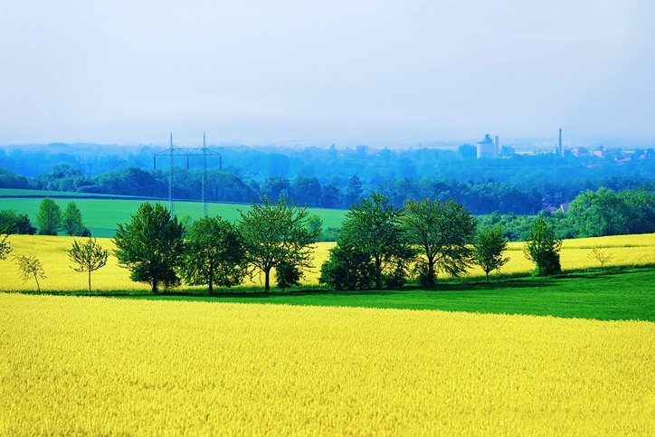Rapeseed field in the Czech Republic © GettyImages/RomanBabakin