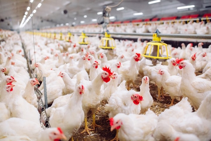 EU farming organizations aghast at EFSA broiler and hen welfare  recommendations