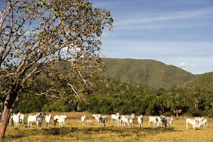 Cattle grazing in the Cerrado region of Mato Grosso state in Brazil © GettyImages/FernandoPodolski