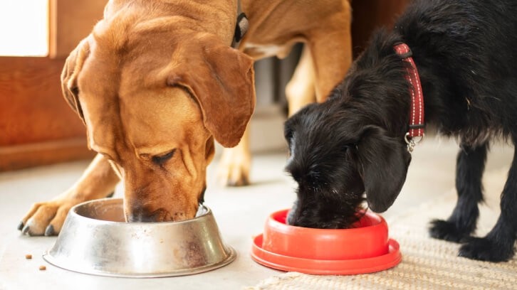 There is a growing demand for vegan food for dogs. GettyImages/NickyLloyd