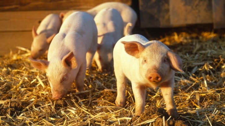 The health and growth of weaning piglets can be improved with plant extracts. Getty/gui00878