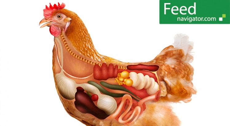 Gut Health in Poultry