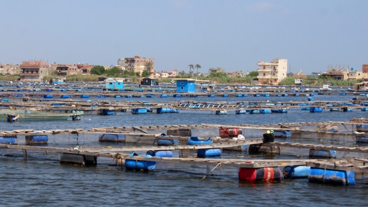 Basic fish farm in the Nile river in Rashid in Egypt © GettyImages/HemikRania