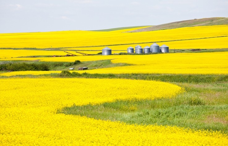 A canola field in Alberta, Canada © GettyImages/ImagineGolf