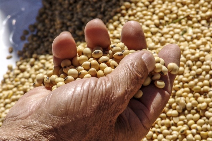 Soybean producers welcome progress with China, call for end of tariffs © GettyImages/Alfribeiro