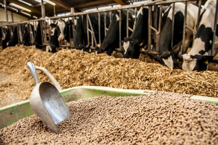 USDA: As livestock producers expand, they buy rather than grow feed