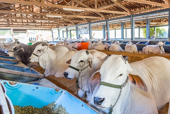 Corn processing method may boost cow growth, energy