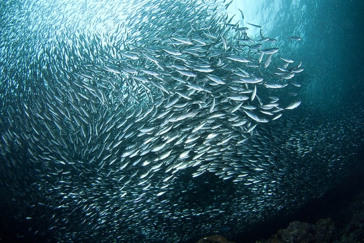 A sardine processing by-product could boost growth, gut health in farmed fish © GettyImages/Davide_Lorpesti
