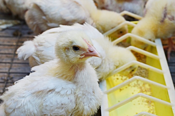 Boric acid use may support broilers facing a salmonella challenge © GettyImages/Olena Domaskina