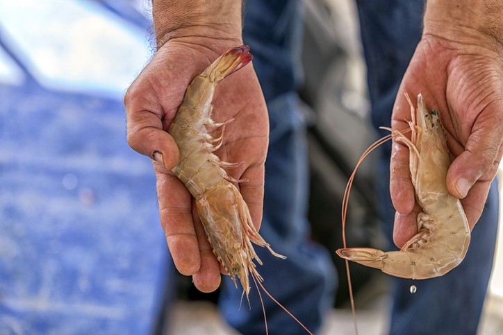 Shrimp on low-fishmeal diets see performance boost from feed additive blend © GettyImages/Funtay