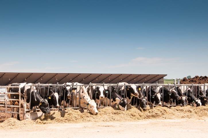 Cows on a dairy farm. in central Colorado, US © GettyIimages/RCarner