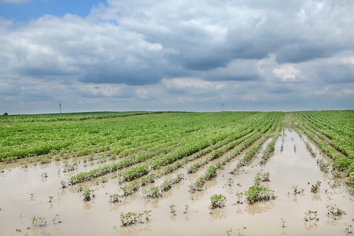 Continuing rain delays feed crop planting © GettyImages/simazoran