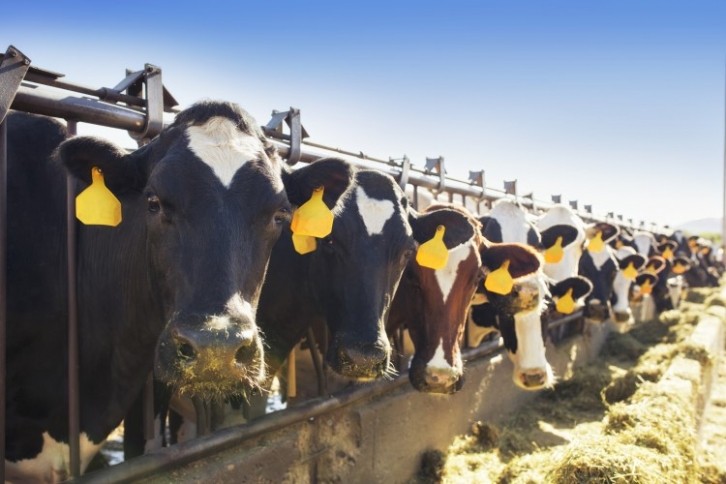The agriculture sector is responsible for nearly 40% of methane emissions caused by humans globally, with dairy responsible for nearly 10% of global methane emissions. Image: Getty/ktmoffitt