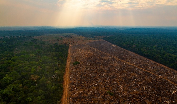The coalition will work to fight deforestation