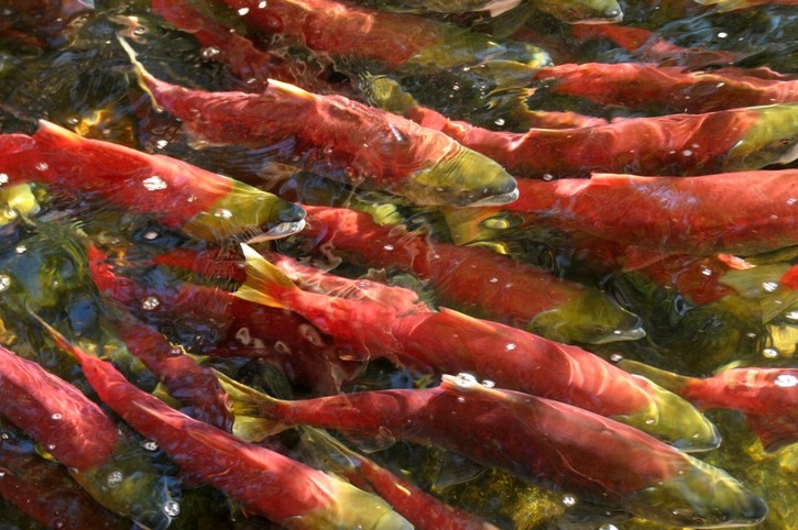 A long term study on sockeye salmon has given fisheries researcher Ray Hilborn, PhD, a ring side to the effects of climate change. ©Getty Images - Birdimages