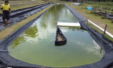 Aus team develops processs to produce low cost algae for cattle feed  