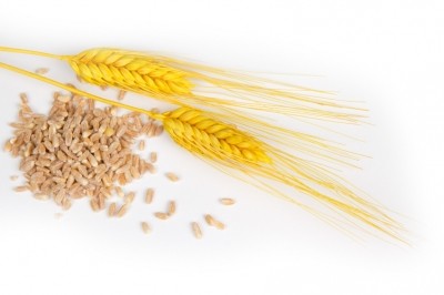 No EU feed grain bonanza this year: wheat quality reported better than 2014