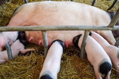 Sow health, nutritional status of neonatal pigs and colostrum quality on R&D agenda at DSM
