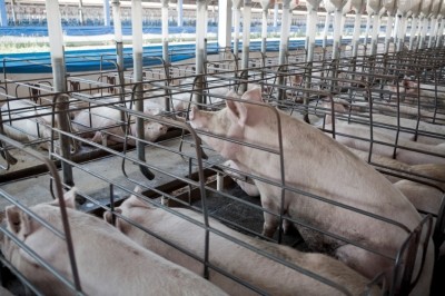 Animal scientists look to enhance a pig-specific precision feeding system