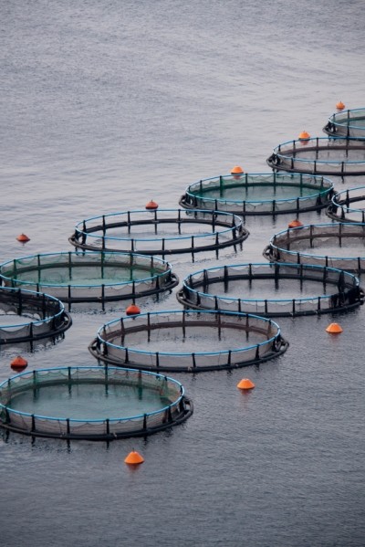 New US study raises questions about antibiotic usage in aquaculture