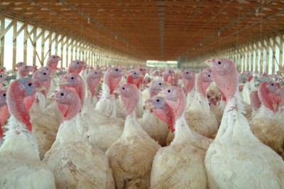 Extra vitamin D may protect poultry during a coccidial challenge