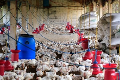 Study claims common mycotoxin makes broilers more susceptible to necrotic enteritis