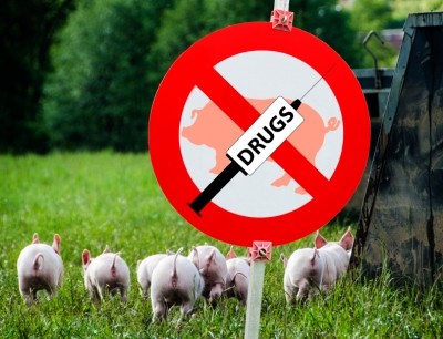 Ginger or inulin could minimize in-feed antibiotic usage in pigs