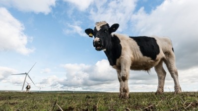 'A specially formulated hops-based feed could be an effective strategy in terms of methane reduction in cattle,' says UK researcher Image: © istock.com/bearacreative 
