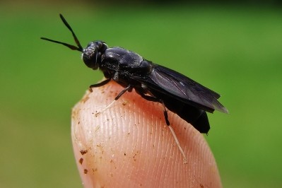 Black soldier fly © Enterra Feed Corporation 