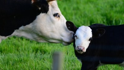 Metabolite profiles provide clue to LifeStart benefits for calves: Trouw Nutrition 