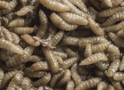 North America: Insect-focused coalition looks to expand feed use for bugs