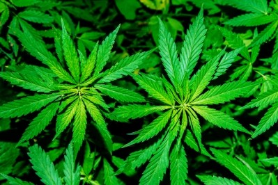 Could hemp be a new hot ingredient for animal feed? © GettyImages/JohnAlexandr