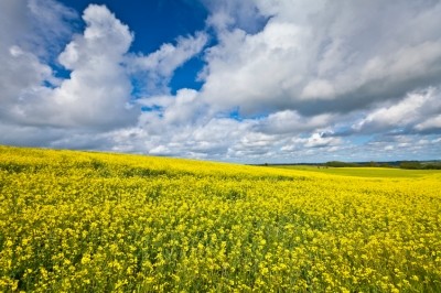 EU dependence on rapeseed imports likely to grow 