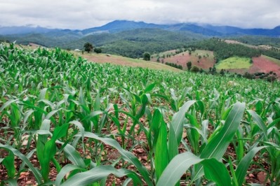 Corn growing on a hillside in Thailand © GettyImages/start08