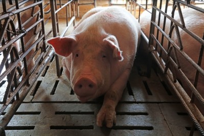 Sow at pig farm in China © GettyImages/lnzyx