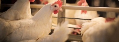 Improving production efficiency and egg quality for sustainability 