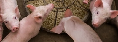 Zero zinc oxide: holistic approaches to manage piglet gut health challenges