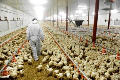 Broiler industry told to rethink pelleted feeds
