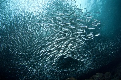 A sardine processing by-product could boost growth, gut health in farmed fish © GettyImages/Davide_Lorpesti