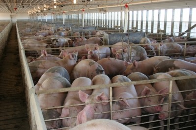 Inside an Iowa swine finishing barn © GettyImages/DarcyMaulsby