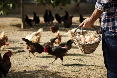 If the PFAS identified in the organic egg yolks came from feed given to the hens, then a big question remains: how did the feed become contaminated with ‘forever chemicals’? GettyImages/MorsaImages