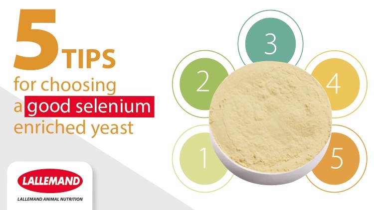 5 TIPS FOR CHOOSING A GOOD SELENIUM ENRICHED YEAST