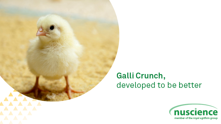 Galli Crunch, developed to be better