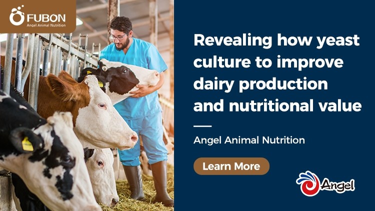 Unleash the Power of Angel Yeast Culture for Animal Nutrition