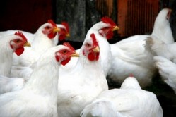 Carotenoid-rich transgenic corn could boost chicken immunity