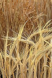 New crop research could open the door to better performing feed barley 